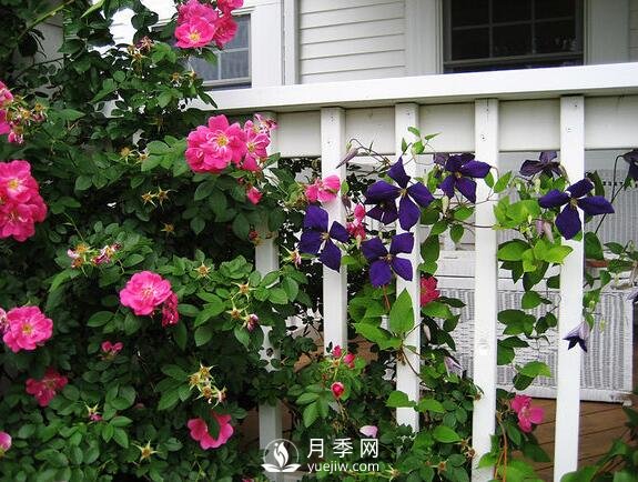 藤本月季在綠化景觀中的創(chuàng)意運用(圖3)