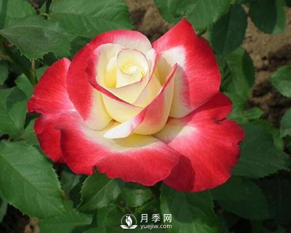 藤本月季的創(chuàng)意運用 藤本月季在綠化景觀中的創(chuàng)意運用(圖1)
