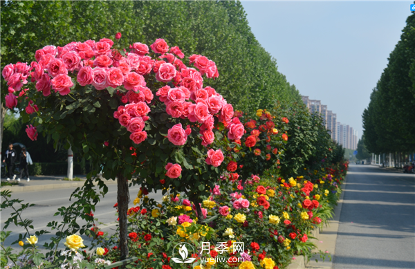 月季樹高貴典雅、花型花色多樣(圖3)
