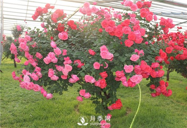 月季樹高貴典雅、花型花色多樣(圖1)