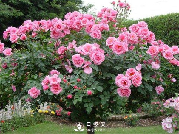 月季樹高貴典雅、花型花色多樣(圖2)