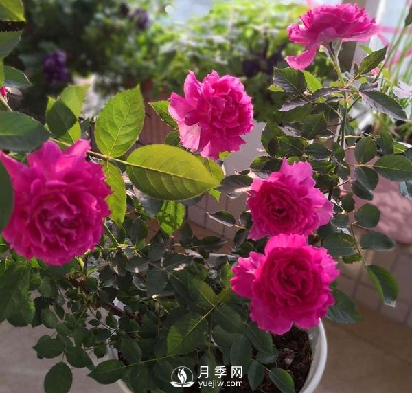 初春養(yǎng)月季，做好這幾點(diǎn)至關(guān)重要。(圖3)