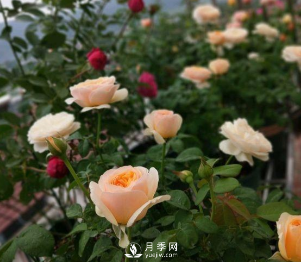 初春養(yǎng)月季，做好這幾點(diǎn)至關(guān)重要。(圖1)