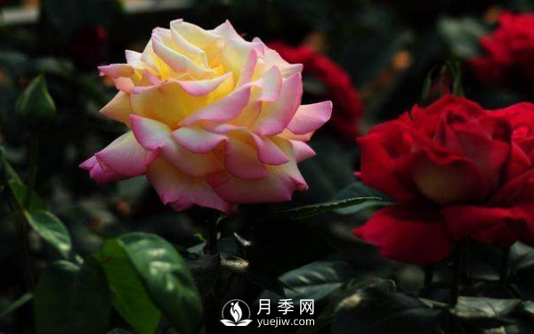 初春養(yǎng)月季，做好這幾點(diǎn)至關(guān)重要。(圖2)