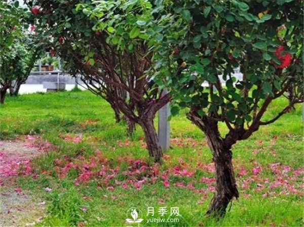 月季樹，玫瑰樹，樹狀月季的優(yōu)勢(圖1)
