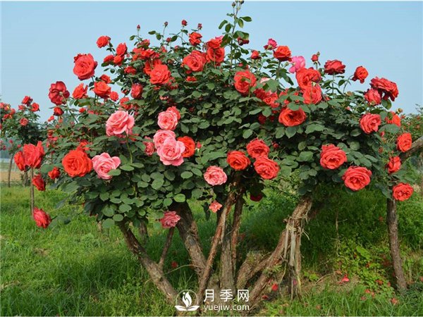 月季樹，玫瑰樹，樹狀月季的優(yōu)勢(圖3)