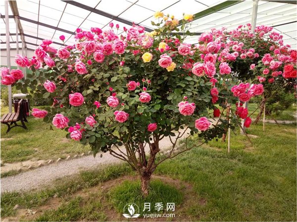 月季樹，玫瑰樹，樹狀月季的優(yōu)勢(圖2)