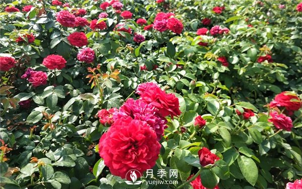南陽(yáng)月季產(chǎn)業(yè)6大發(fā)展優(yōu)勢(shì)(圖2)