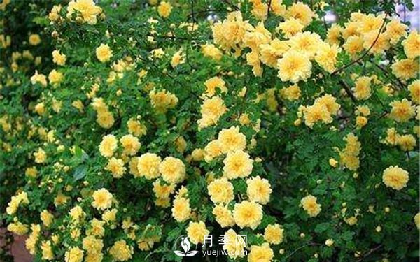 南陽(yáng)月季扦插苗和嫁接苗的區(qū)別(圖6)
