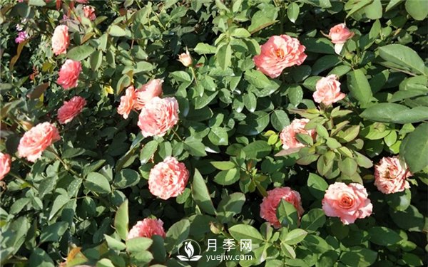 南陽(yáng)月季扦插苗和嫁接苗的區(qū)別(圖2)