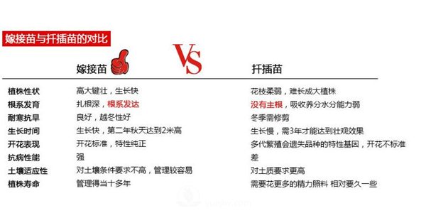 南陽(yáng)月季扦插苗和嫁接苗的區(qū)別(圖5)