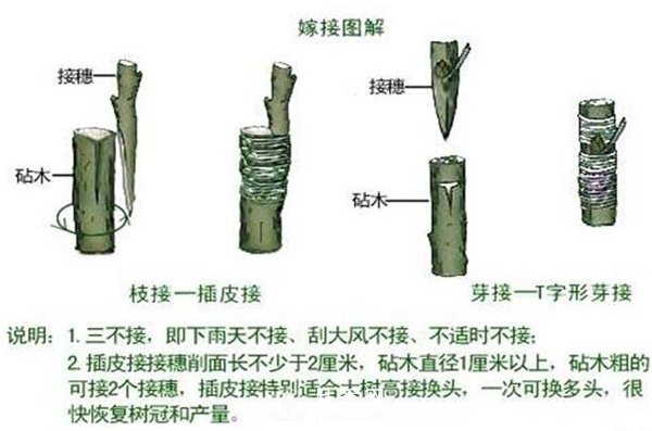 南陽(yáng)月季扦插苗和嫁接苗的區(qū)別(圖4)