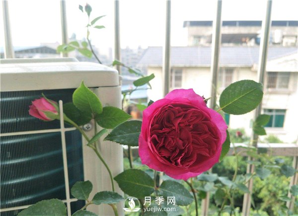 秋日胭脂月季，推薦特別香的切花月季(圖1)