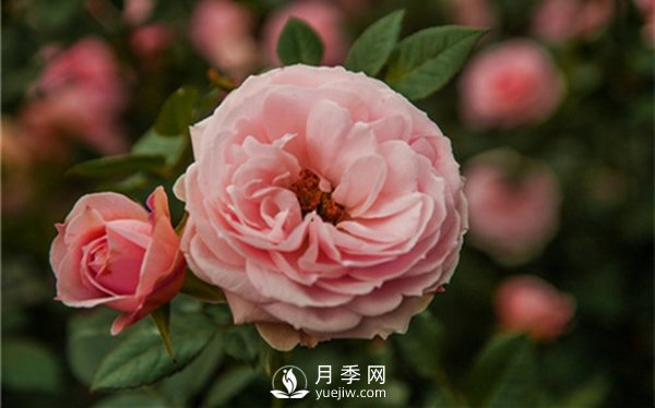月季花怎么種植，做好這幾點(diǎn)準(zhǔn)沒錯(cuò)！(圖2)