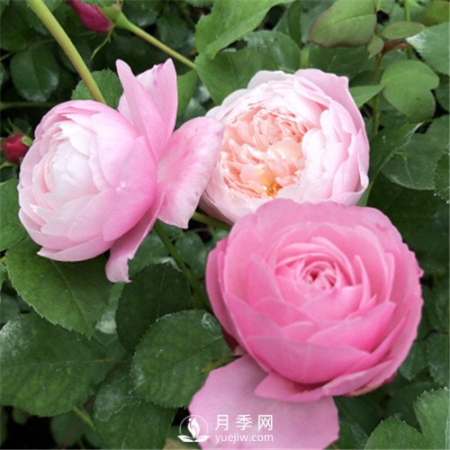 令人少女心爆棚的羽毛月季，南方人就愛她(圖1)