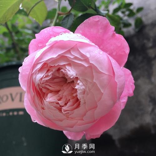 令人少女心爆棚的羽毛月季，南方人就愛她(圖2)