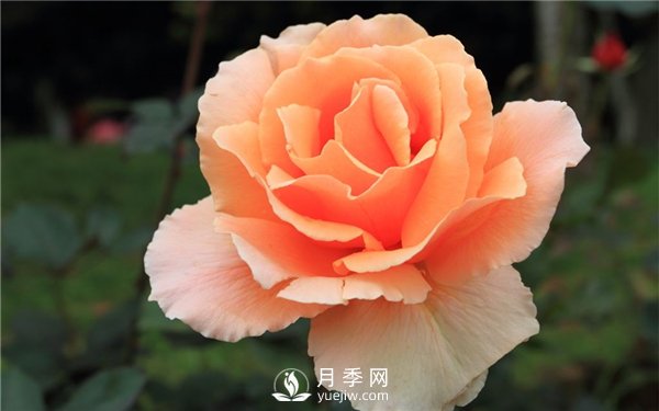 切花月季未來市場前景如何？(圖2)
