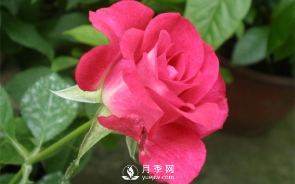 切花月季未來市場前景如何？(圖1)