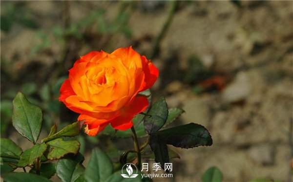 切花月季未來市場前景如何？(圖3)