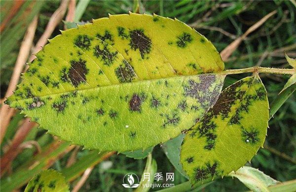 月季發(fā)生黑斑病時(shí)怎么辦？(圖1)