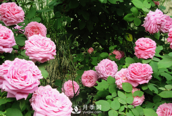 ?月季如何養(yǎng)，才能開(kāi)花大而艷？(圖2)