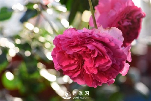 月季花為什么越來(lái)越??？(圖1)