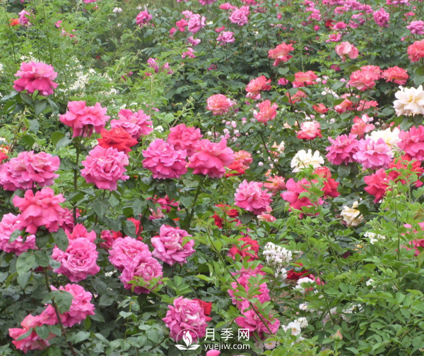 月季夏季高溫時要如何養(yǎng)護呢？(圖1)