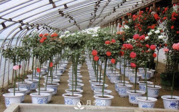 樹(shù)狀月季用什么作為砧木？(圖1)
