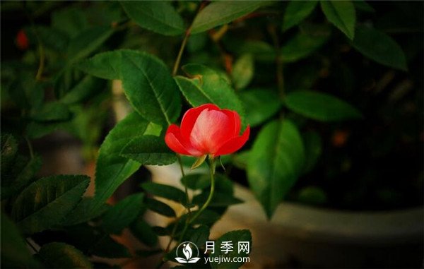 月季出現(xiàn)掉葉子怎么辦？(圖2)