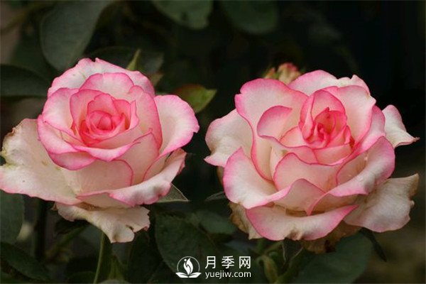 月季栽培月歷，南陽月季園4月的養(yǎng)護(hù)工作(圖1)