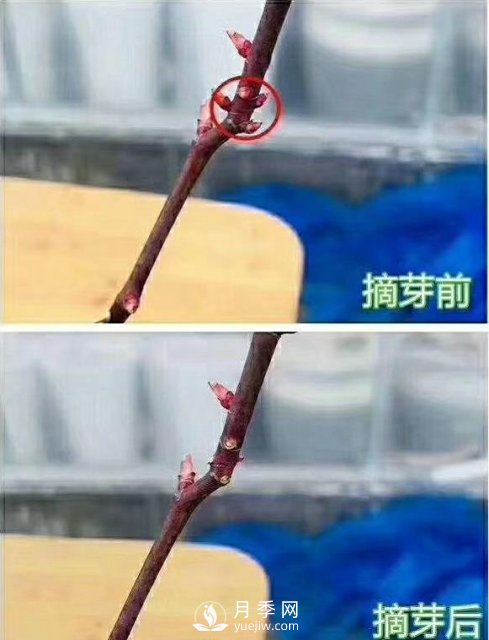 初春，月季抹芽攻略，一定要知道的五大原則(圖2)
