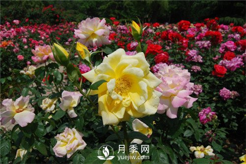 月季多種繁育方法，你會(huì)那種？(圖1)