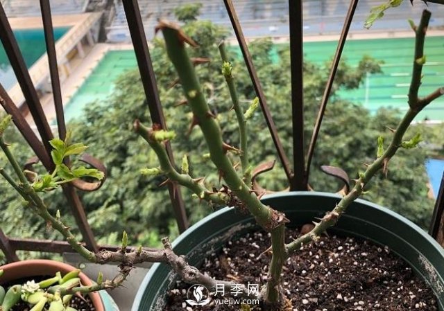 月季如何抹芽？這三類芽必除之！(圖1)