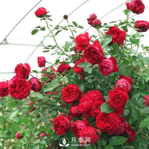 紅色系的藤本月季，簡(jiǎn)直美得讓人驚嘆！(圖1)
