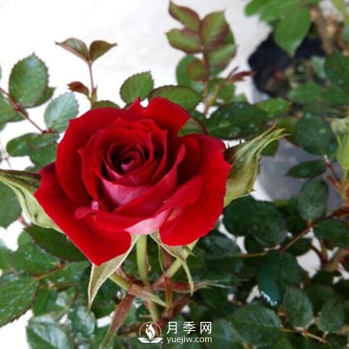 紅色系的藤本月季，簡(jiǎn)直美得讓人驚嘆！(圖2)