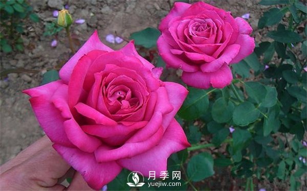 月季養(yǎng)成法：月季花怎么養(yǎng)，怎么從小苗養(yǎng)大開花(圖1)