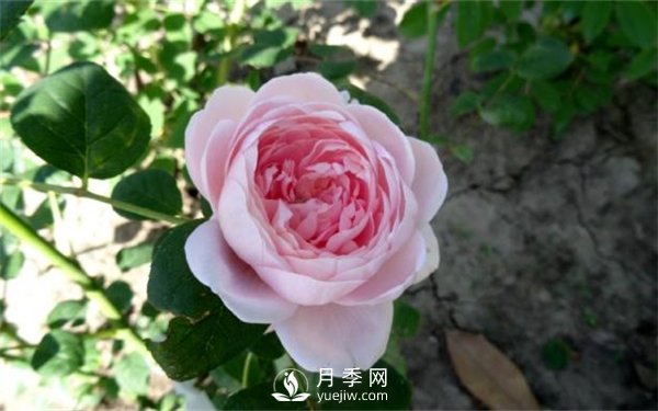 月季網告訴你環(huán)剝法扦插歐月如何操作？(圖1)