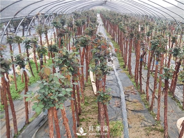 南陽(yáng)樹(shù)狀月季怎么養(yǎng)護(hù)？(圖2)