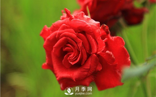 月季花怎么栽種更好，養(yǎng)護(hù)時(shí)應(yīng)注意什么？(圖2)