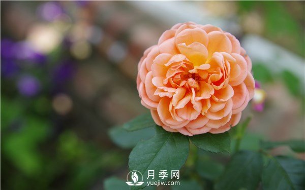 月季花怎么栽種更好，養(yǎng)護(hù)時(shí)應(yīng)注意什么？(圖1)
