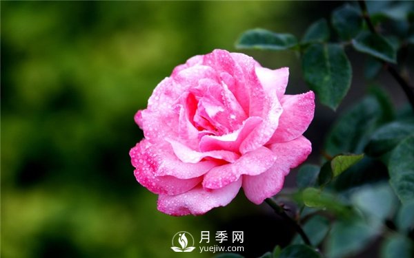 月季花怎么栽種更好，養(yǎng)護(hù)時(shí)應(yīng)注意什么？(圖3)
