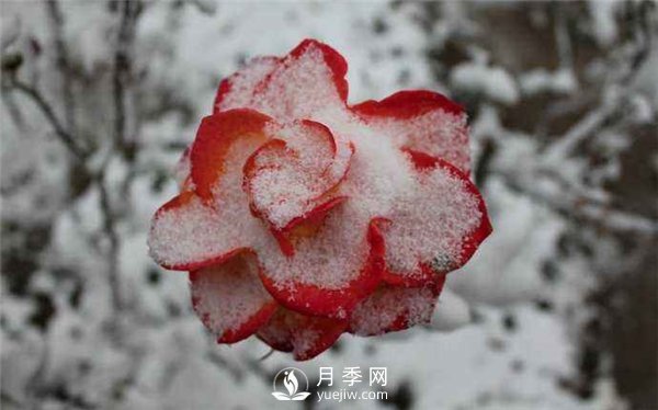 月季冬天會凍死嗎？月季花怎么過冬？月季的安全越冬方法介紹！(圖3)