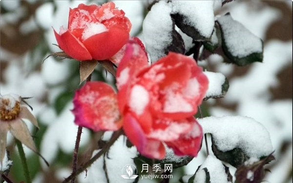 月季冬天會凍死嗎？月季花怎么過冬？月季的安全越冬方法介紹！(圖2)