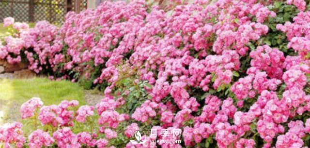 230平露天陽臺(tái)如何改造成月季花園(圖2)