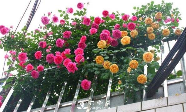 230平露天陽臺(tái)如何改造成月季花園(圖1)