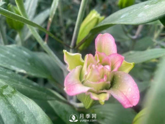 浙江成功引種玫瑰百合，它究竟是月季，還是百合？(圖12)