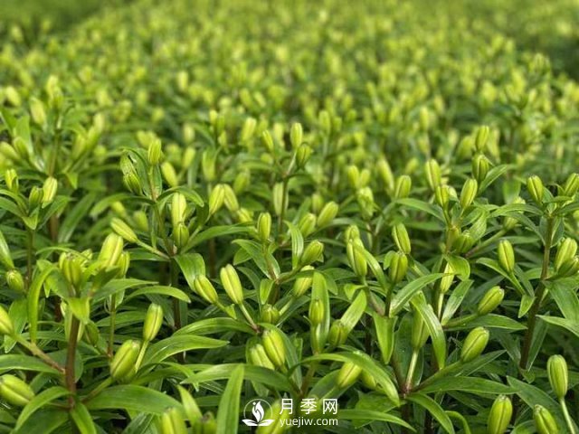 浙江成功引種玫瑰百合，它究竟是月季，還是百合？(圖13)