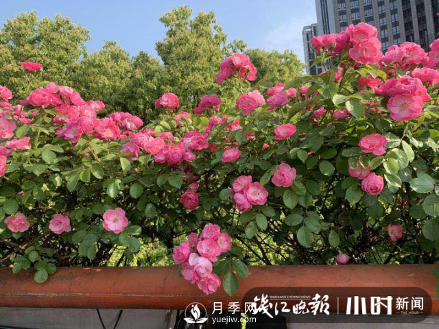 高架月季怎么才能養(yǎng)得好？ 全年月季養(yǎng)護(hù)流程(圖1)