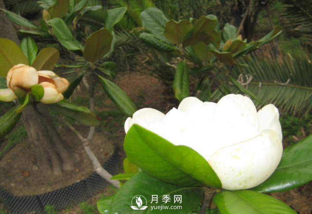 廣玉蘭遭遇病蟲(chóng)害怎么辦？南陽(yáng)玉蘭養(yǎng)護(hù)知識(shí)(圖1)