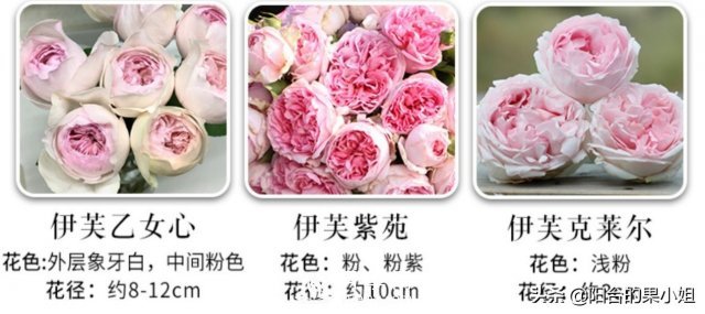 有哪些只看一眼就叫人欲罷不能的月季品種？(圖4)